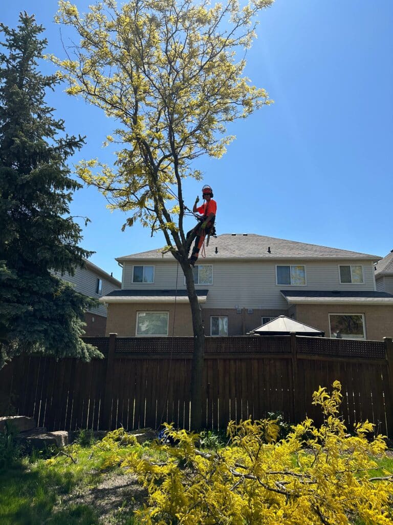 Affordable tree services in Hamilton