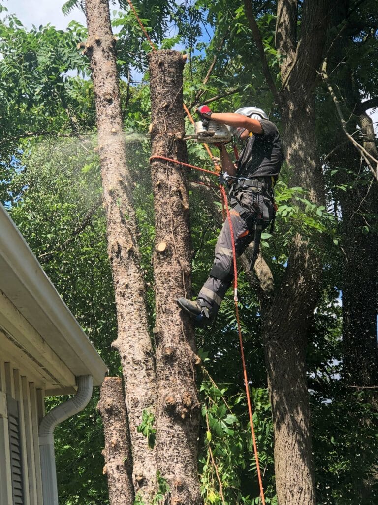 Hamilton tree removal experts